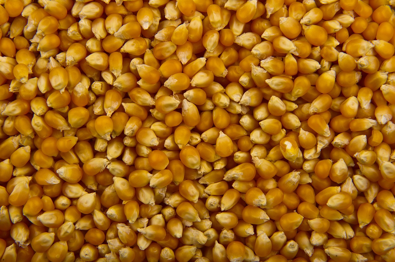 Pop-corn en grain BIO