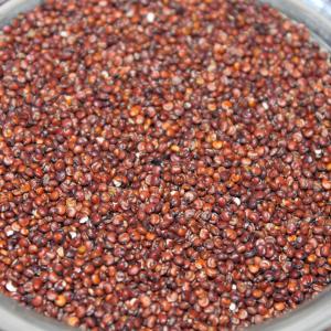 quinoa-rouge